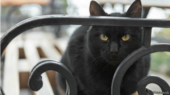 Черный кот на скамейке