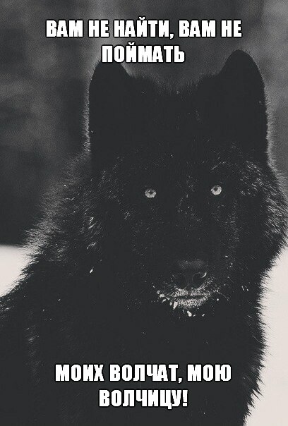 Вам не найти, вам не поймать - моих волчат, мою волчицу.